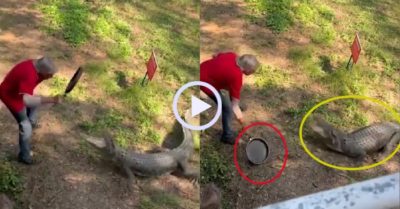 Video: Người đàn ông dùng chảo trừng trị cá sấu