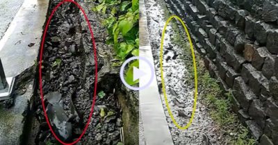 Video: Đàn cá rô xếp hàng ‘đi bộ’ trên phố