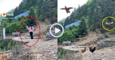 Video: Cô gái gõ nồi gọi đàn gà về ăn