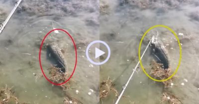 Video: Con cá lóc mệt mỏi vì bị cần thủ làm phiền
