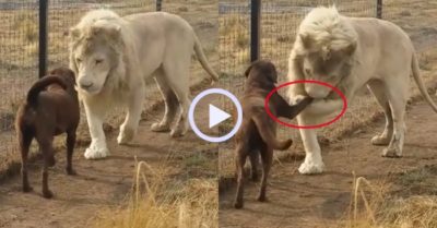 Video: Sư tử ‘bắt tay kiểu quý tộc’ khi gặp chó