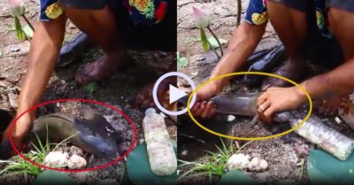 Video: Giã tỏi cho vào hang, thanh niên bắt trọn ổ cá lóc