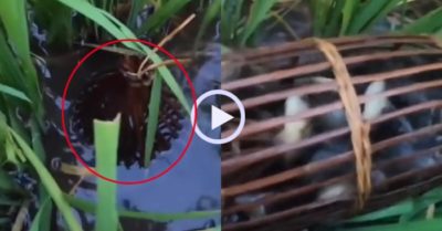 Video: Nông dân trúng đậm cá rô đồng khi thăm bẫy