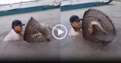 Video: Bắt cá lóc khủng độc đáo ở miền Tây
