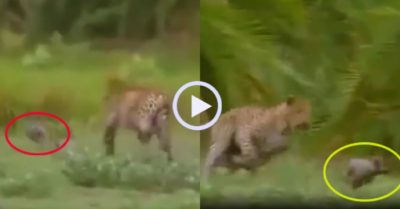 Video: Đảo chân bẻ lái, lợn rừng con cho báo đốm “hít bụi”