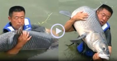 Video: Màn “kéo co” căng thẳng giữa cần thủ với cá trắm đen nặng 75kg