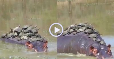 Video: Hàng chục con rùa trèo lên lưng hà mã để tắm nắng