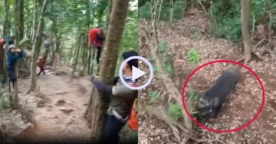 Video: Hàng chục người trèo lên cây tránh lợn rừng hung hãn
