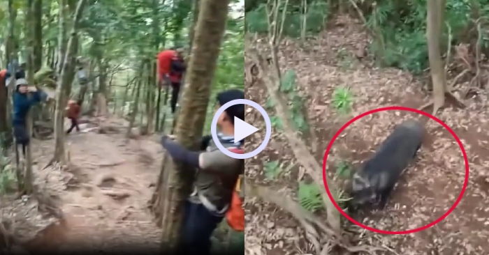 Video: Hàng chục người trèo lên cây tránh lợn rừng hung hãn