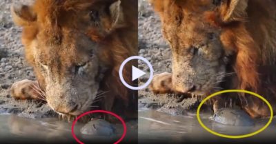 Video: Rùa gây sự khi sư tử đang uống nước