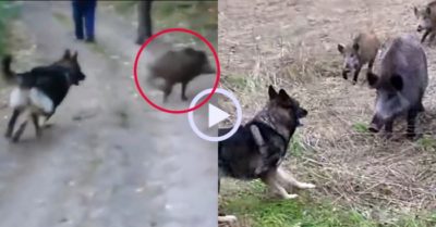 Video: Chó becgie nhận ‘trái đắng’ khi trêu chọc đám lợn rừng