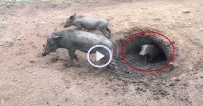 Video: Hàng chục con lợn rừng nối đuôi nhau chui ra khỏi hang