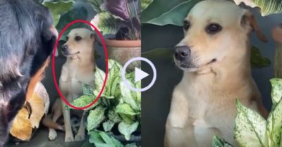 Video: Chó nhà ‘hóa đá’ đánh lừa địch thủ to khoẻ