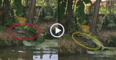Video: Cá trê khủng leo lên bờ hóng gió