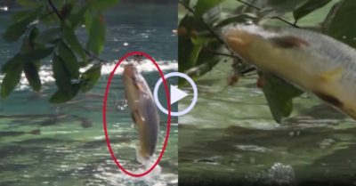 Video: Cá nhảy lên khỏi mặt nước ‘hái’ quả trên cây ăn ngon lành