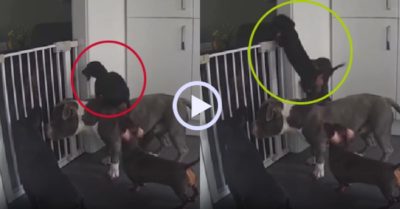 Video: Camera ghi cảnh đàn chó hợp sức giúp đồng loại ‘vượt ngục’