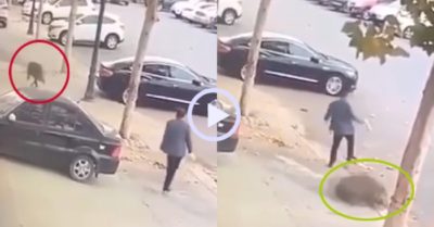 Video: Người đàn ông biến lợn rừng hung hăng thành trò cười