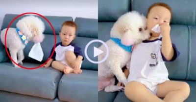 Video: Chú cún lấy khăn giấy cho cậu chủ lau nước mắt