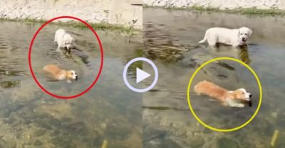 Video: Cún chân dài rủ cún chân ngắn đi bơi và cái kết
