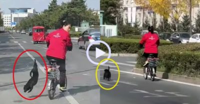 Video: Chú cún chạy thục mạng vì bị cô chủ ‘đánh rơi’