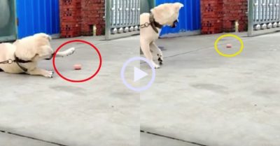 Video: Chú chó bất lực vì miếng ăn trước mặt mà vẫn để mất