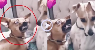 Video: Chú chó hú hồn khi xin ‘bạn đời’ đi chơi