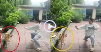 Video: Cô gái múa võ trêu ngươi chú chó bị xích
