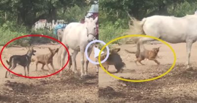 Video: Hai chú chó hổ báo hoảng hồn khi bị ngựa đá