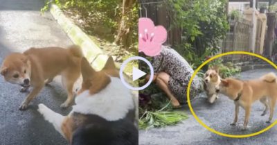 Video: Corgi bối rối khi thấy đồng bọn ăn vạ