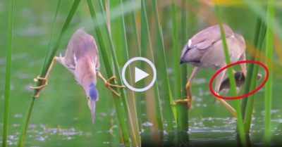 Video: Cò lửa dùng kế ‘Đả thảo kinh xà’ tóm gọn cá
