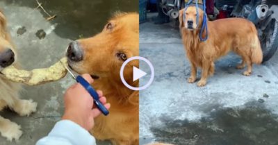 Video: Chú chó giận dỗi khi bị sen đối xử bất công