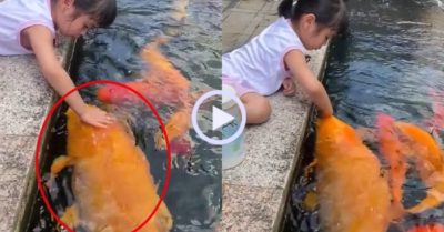 Video: Bé gái vuốt ve cá koi khổng lồ