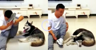 Video: Cậu chủ xấu hổ khi trổ tài làm xiếc nhưng bị husky qua mặt