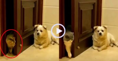 Video: Mèo không dám vào phòng khi thấy chó nằm gác cửa