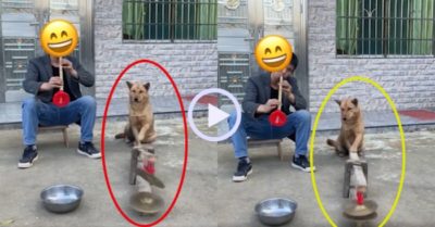 Video: Chú chó đánh chiêng siêu ngầu