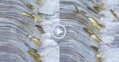 Video: Đàn cá hồi phi thân ‘bay’ như chim để lội ngược thác