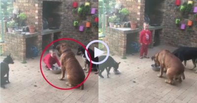 Video: Ba chú chó to lớn răm rắp nghe lời cậu bé