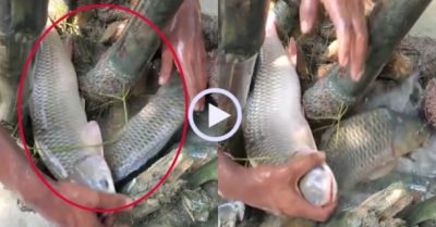 Video: Bắt cá khủng bằng gốc tre khô