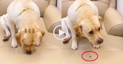Video: Chú chó nổi cáu khi bị chủ lừa uống thuốc