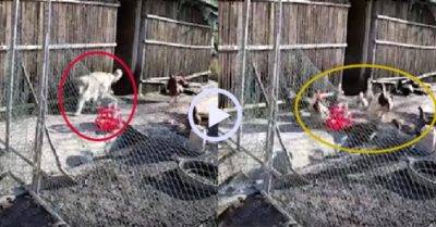 Video: Chú chó gâu đần thông minh biết giúp chủ cho gà ăn