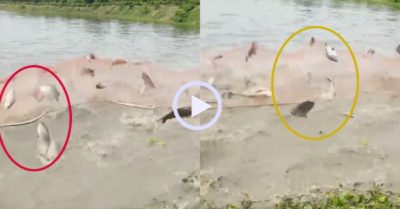 Video: Đàn cá nhảy tưng bừng ‘chào’ ngư dân