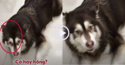 Video: Chú chó bị đuổi khỏi nhà vì trả lời không thương cô chủ