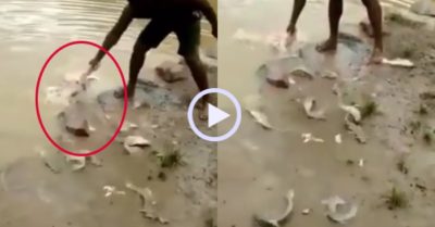 Video: Câu hàng trăm con cá chỉ bằng một miếng thịt