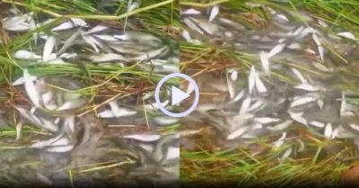 Video: Mỏi tay nhặt cá linh ở mương nước