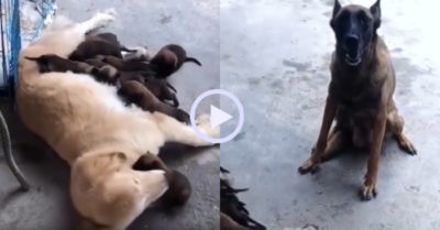 Video: Chó mẹ bất lực đòi lại con