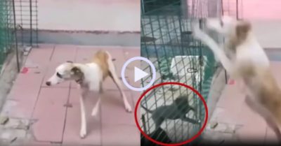 Video: Chó mẹ dùng ‘khinh công’ nhảy rào để gặp con