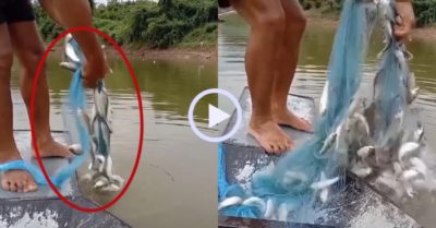Video: Ngư dân trúng đậm mẻ cá linh