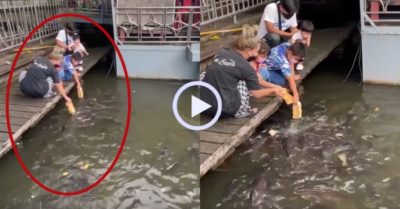 Video: Hàng trăm con cá tự nhiên đến nhà dân ‘ăn nhờ ở đậu’