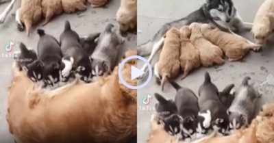 Video: Hai đàn chó con bú nhầm sữa mẹ