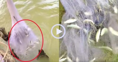 Video: Trúng đậm mẻ cá đối khi quăng chài